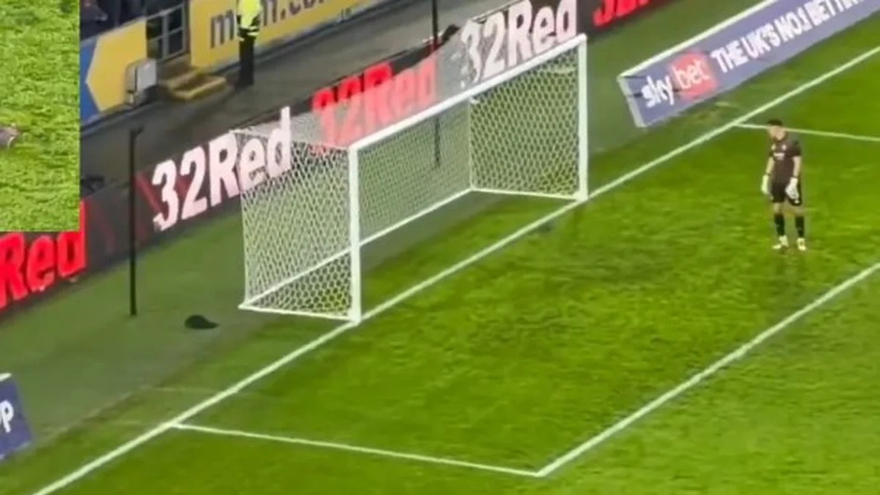 تكرار الاقتحام سنجاب يوقف مباراة هال سيتي وبريستول مرتين